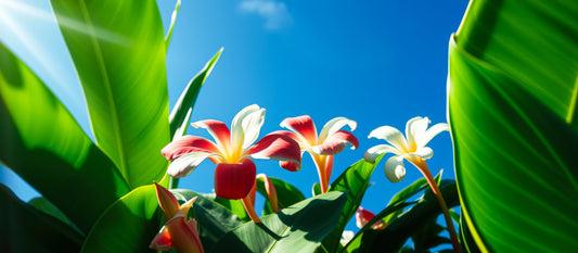 L'HOROSCOPE HAWAIEN TRIMESTRIEL - OCTOBRE - NOVEMBRE - DÉCEMBRE 2025